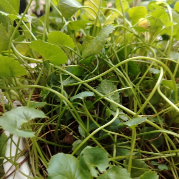 CENTELLA ASAITICA (PEGAGA)