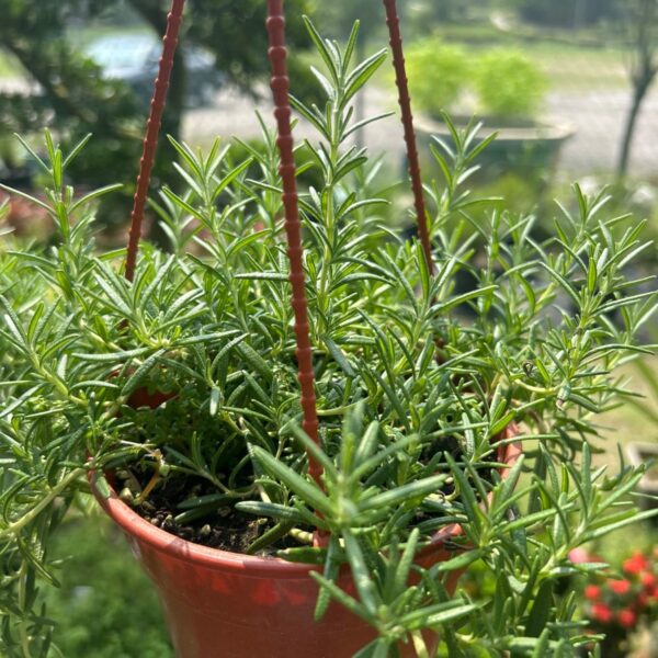 ROSEMARY SOFT