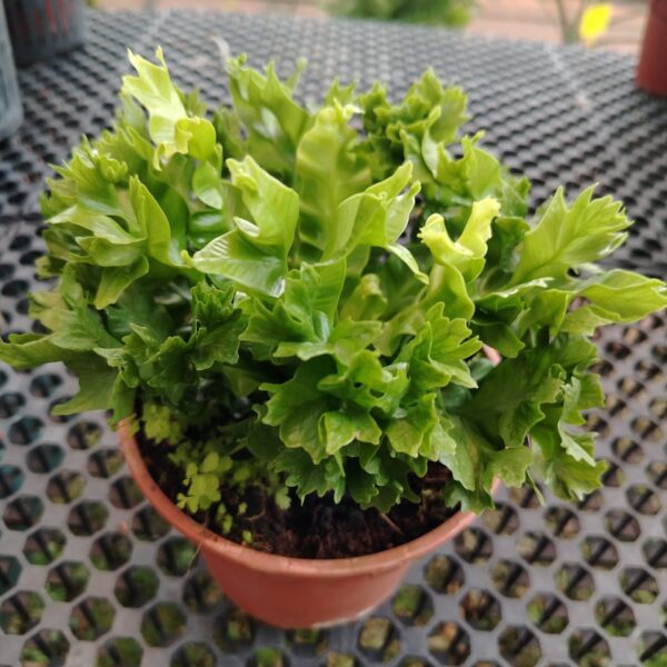 ASPLENIUM CURLY