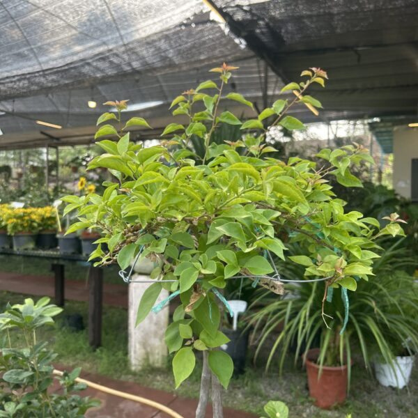 BOUGAINVILLEA 622PT