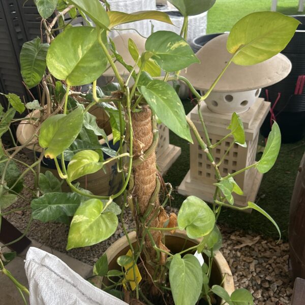 MOSTERA DELICIOSA (P300)