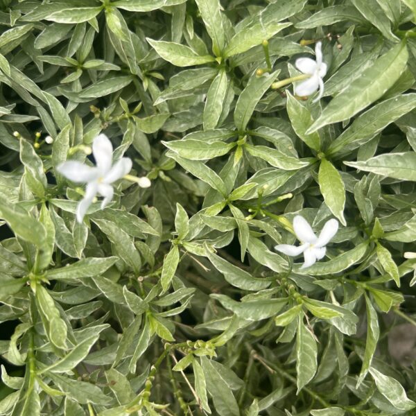 ERVATAMIA WHITE
