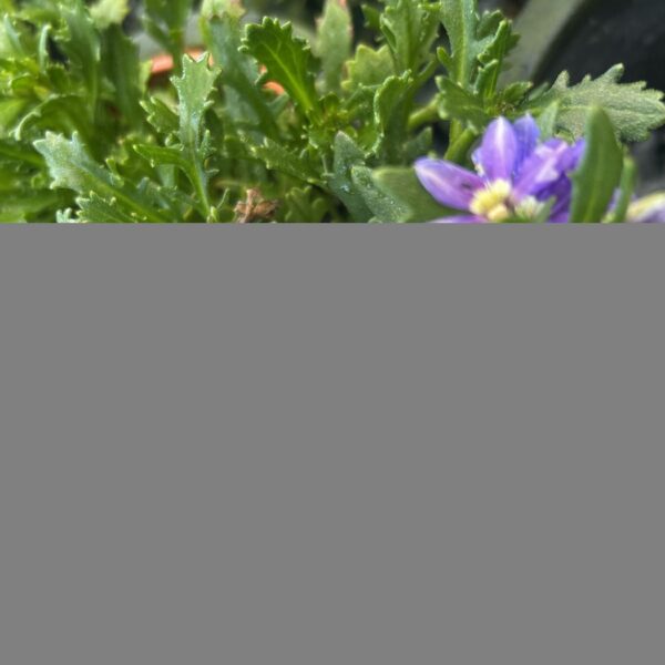 SCAEVOLA