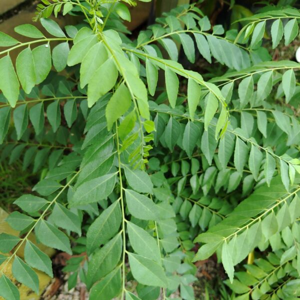 DAUN KARI