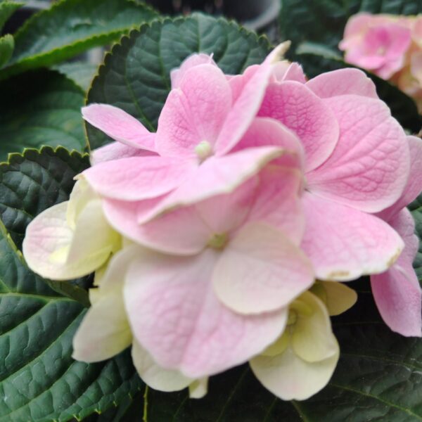 HYDRANGEA IMPORT