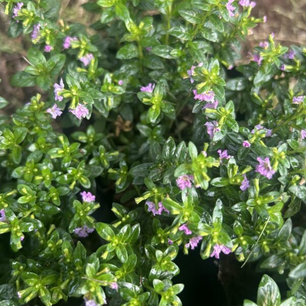 CUPHEA 8X8BG