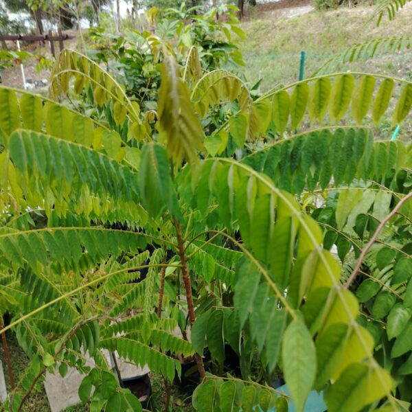 BELIMBING BULUH