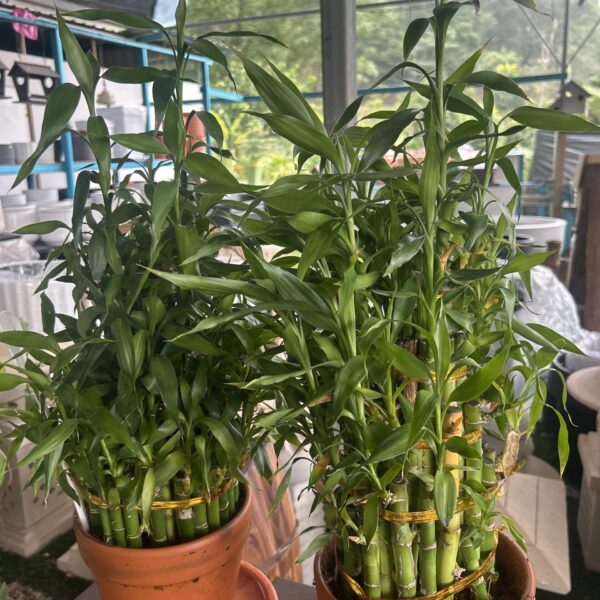 LUCKY BAMBOO TOWER 5L
