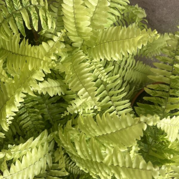 NEPHROLEPICS GREEN FANTASY