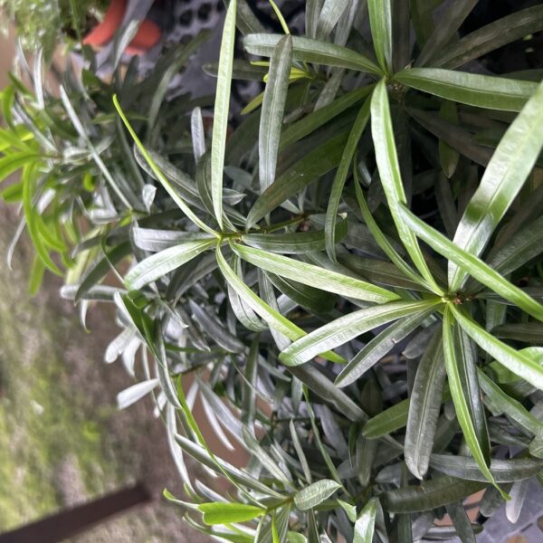 PODOCARPUS SEEDLINGS