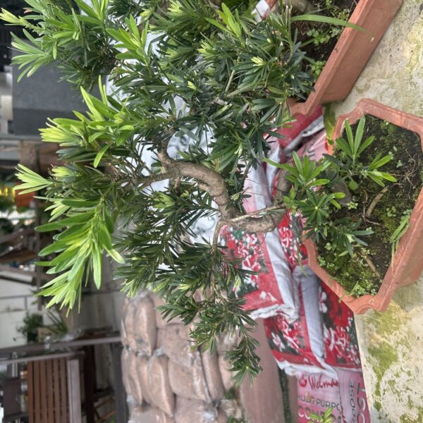 PODOCARPUS S BONSAI (T)