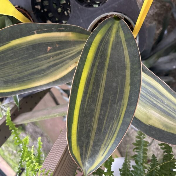 SANSEVIERIA WHALE FIN