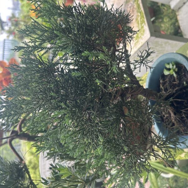 KISHU JUNIPERUS
