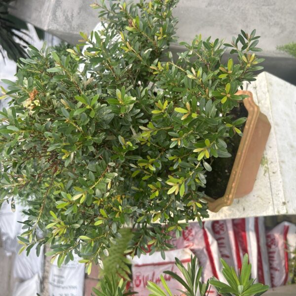 SYZYGIUM 'S' BONSAI