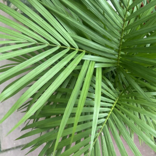 JAWA PALM/ PTYEHORAPHIS AUGUSTA