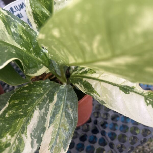 ANTHURIUM HOOKERI VARIEGATED