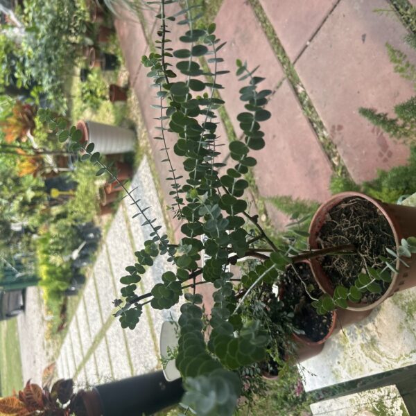 EUCALYPTUS SMALL