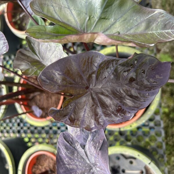 ALOCASIA BLACK VELVET