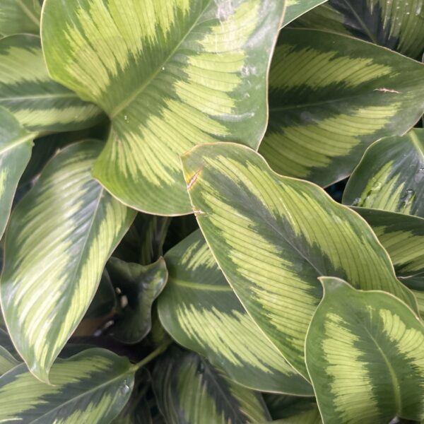 CALATHEA BEAUTIFUL STAR