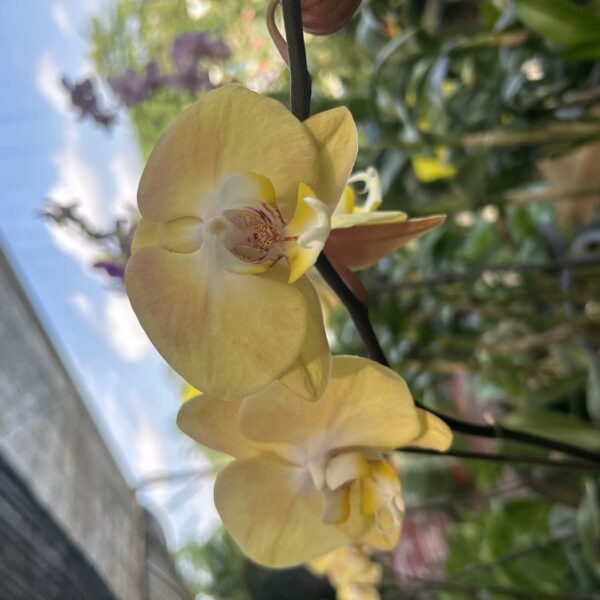 PHALAENOPSIS LARGE