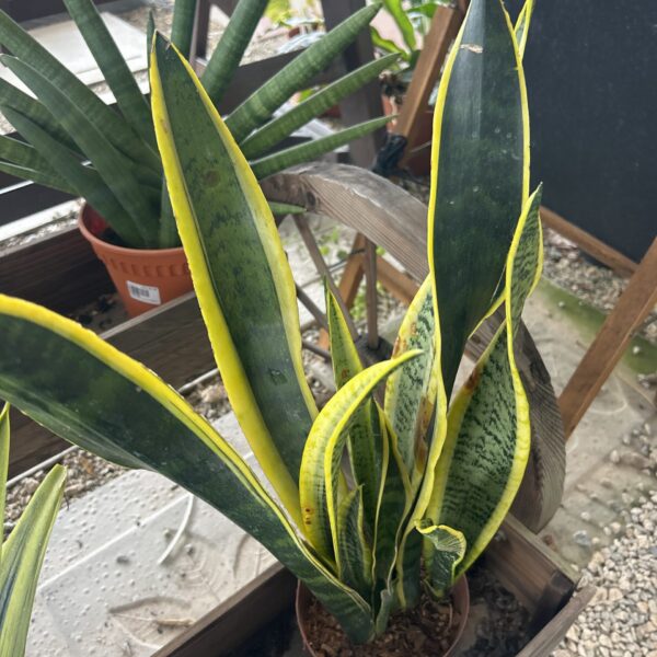SANSEVIERIA LAURENTII GOLD