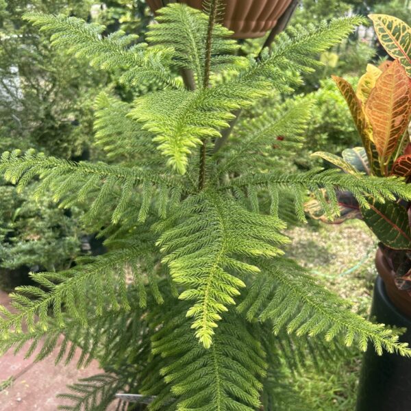 ARAUCARIA