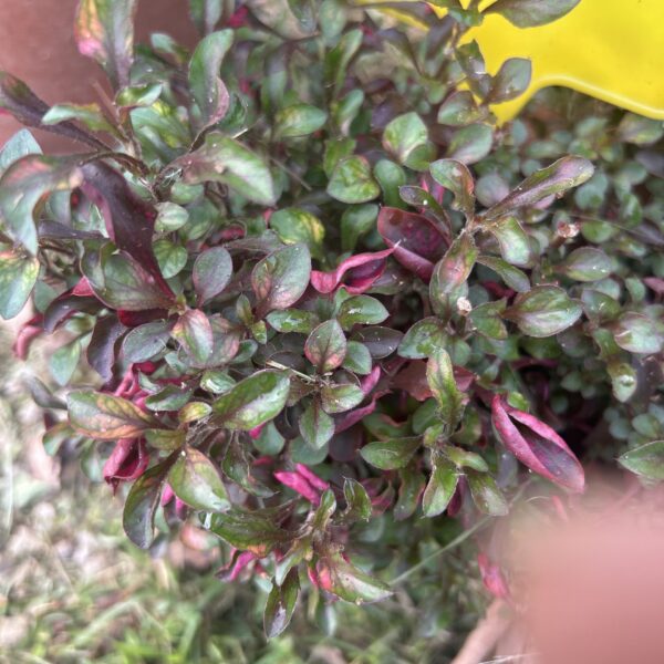 ALTERNANTHERA RED