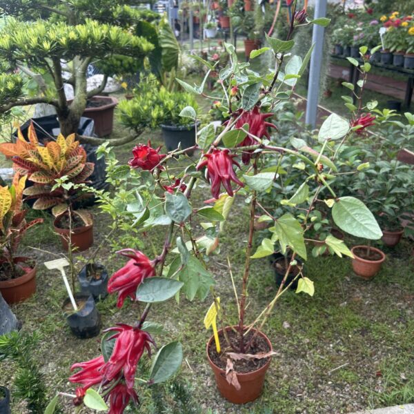 ROSELLE