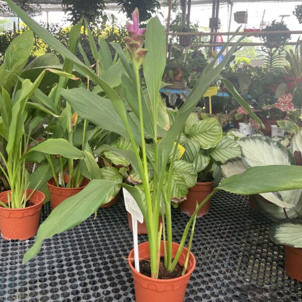 CURCUMA-DARE RED