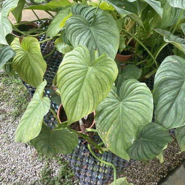 PHILODENDRON PASTAZANUM SILVER