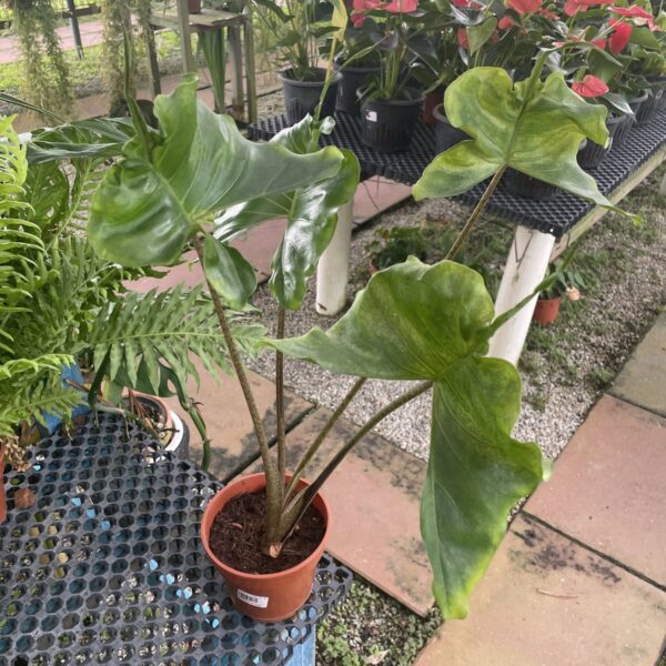 ALOCASIA STINGRAY