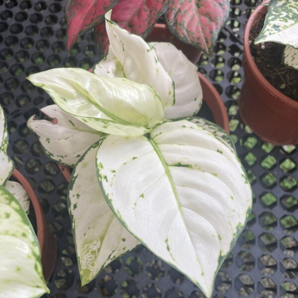 AGLAONEMA WHITE