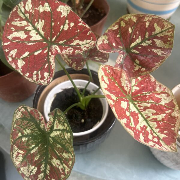 CALADIUM SCARLETT